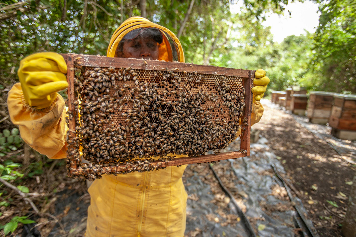 Manu Honey cover featuring premium, natural honey.